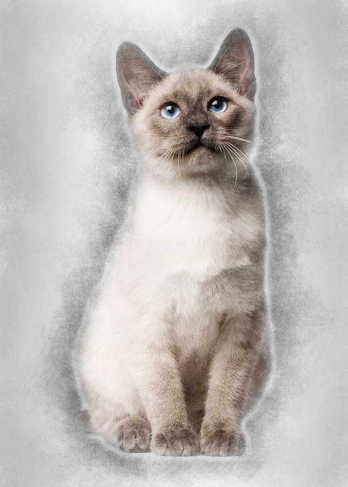 Thai kitten 4 months old s