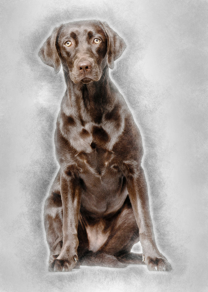 Labrador Retriever dog 8 m