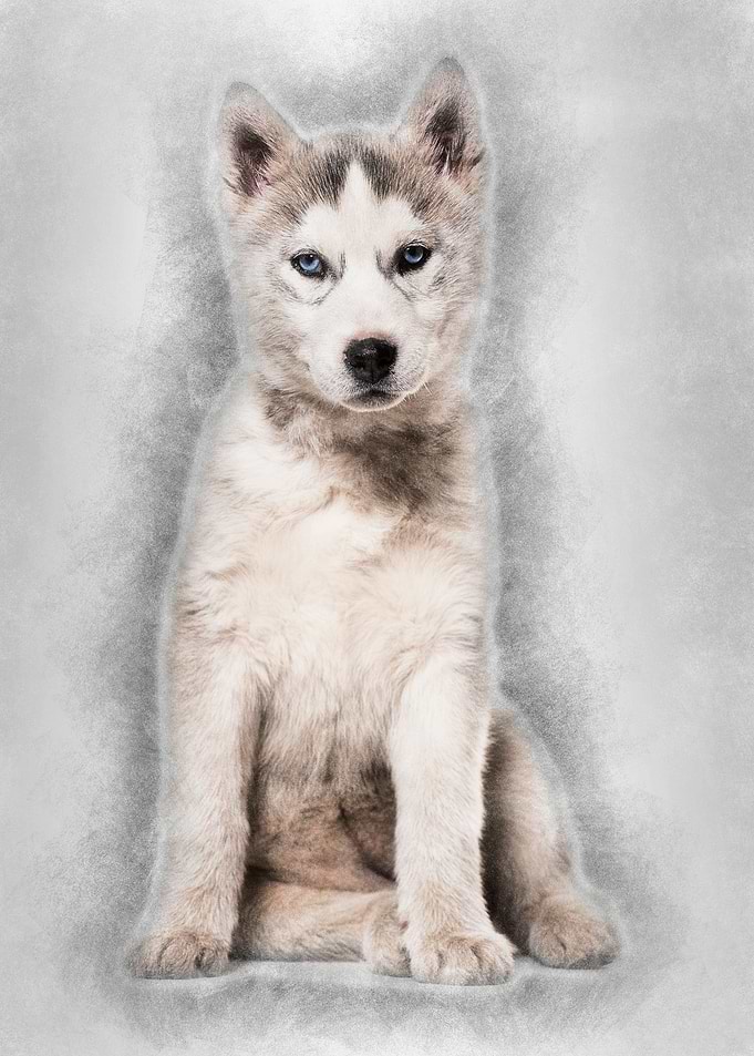 Husky dog 2 months old sit