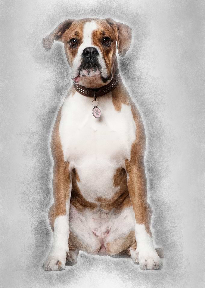 Portrait of Boxer 14 years