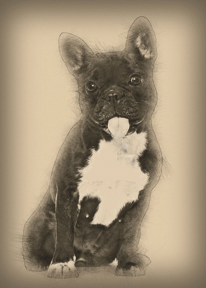 French Bulldog 15 years o