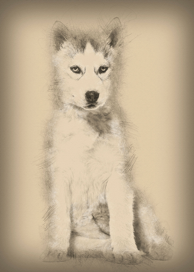 Husky dog 2 months old sit