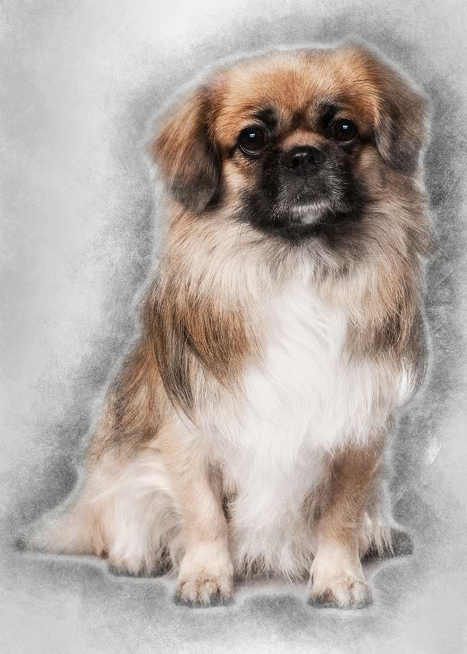 Teckel Spaniel 3 Years Old
