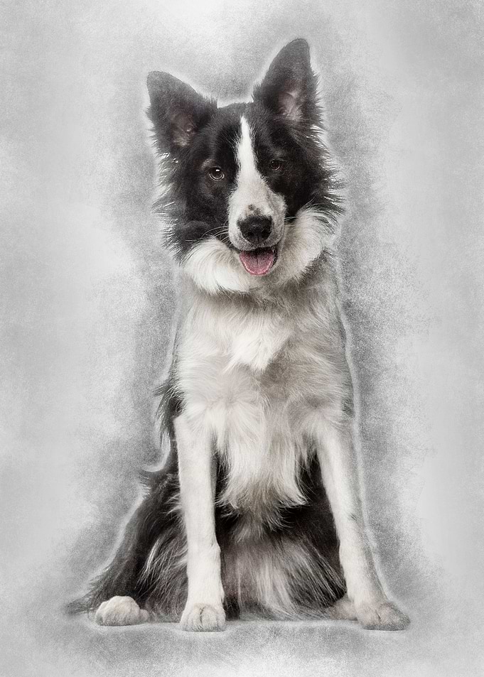 Border Collie dog 18 mont