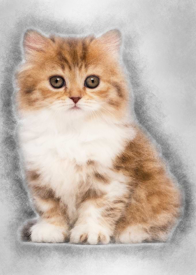 British Longhair kitten 2