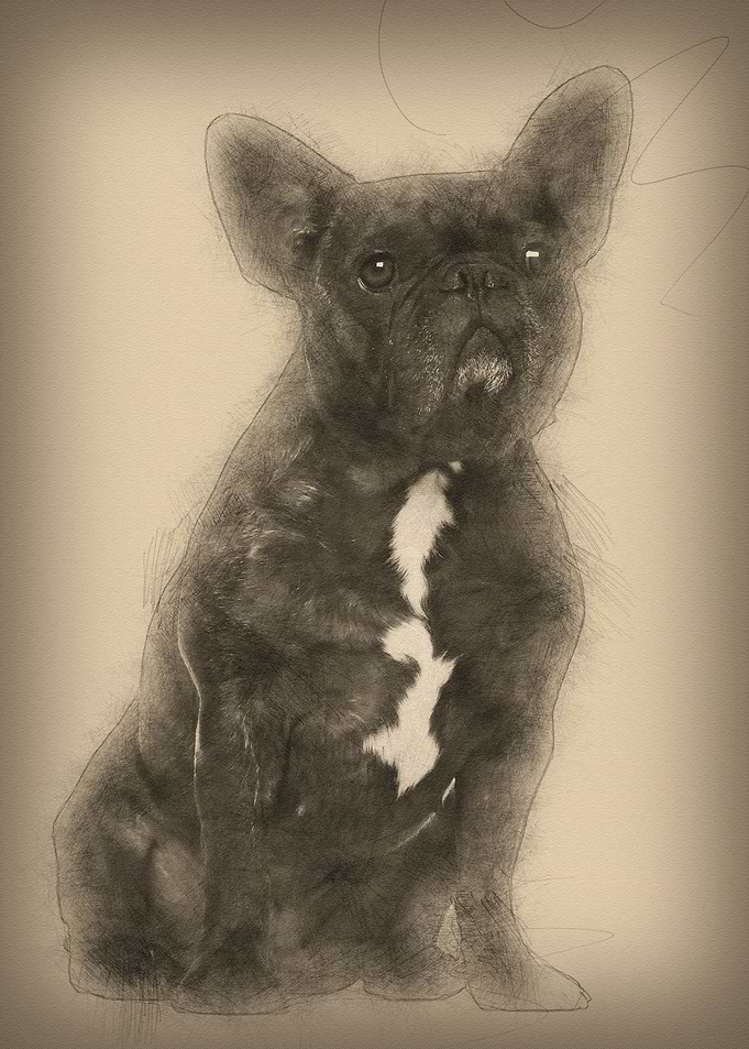 French Bulldog sitting aga