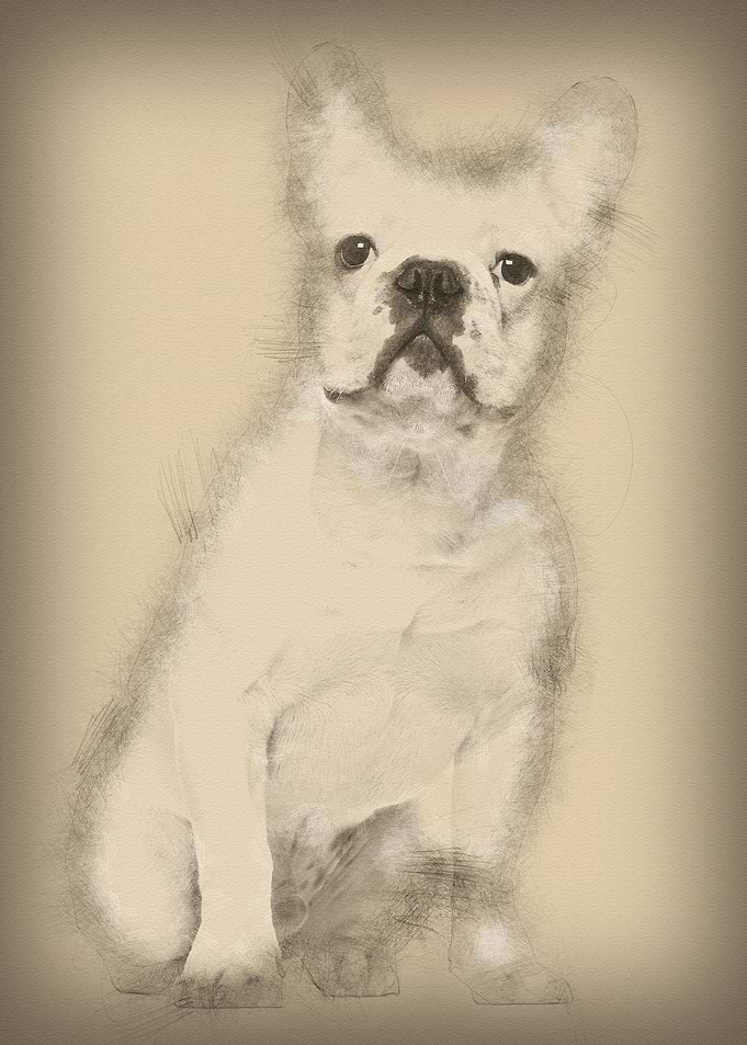 French Bulldog 7 months ol