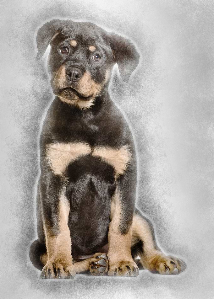 Rottweiler puppy 3 months