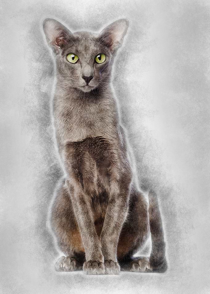 Oriental Shorthair sitting