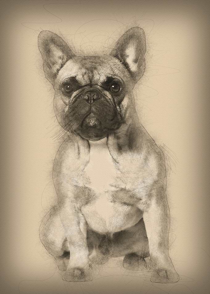 French bulldog sitting aga
