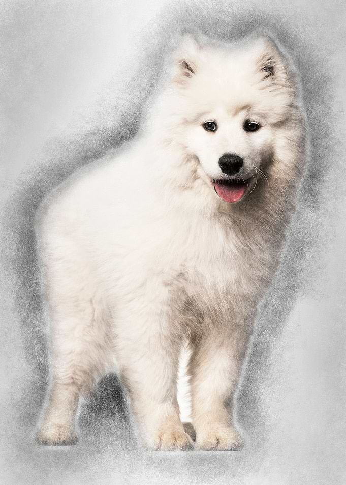 Samoyed puppy standing aga