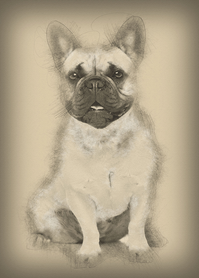 Beautiful french bulldog d