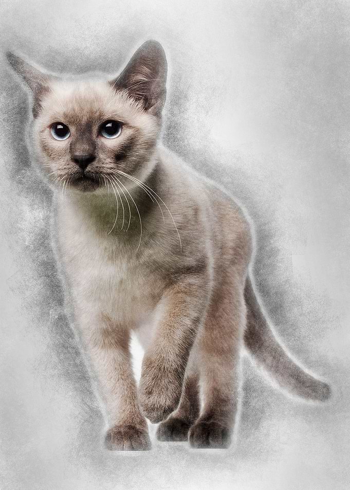 Thai kitten 4 months old w