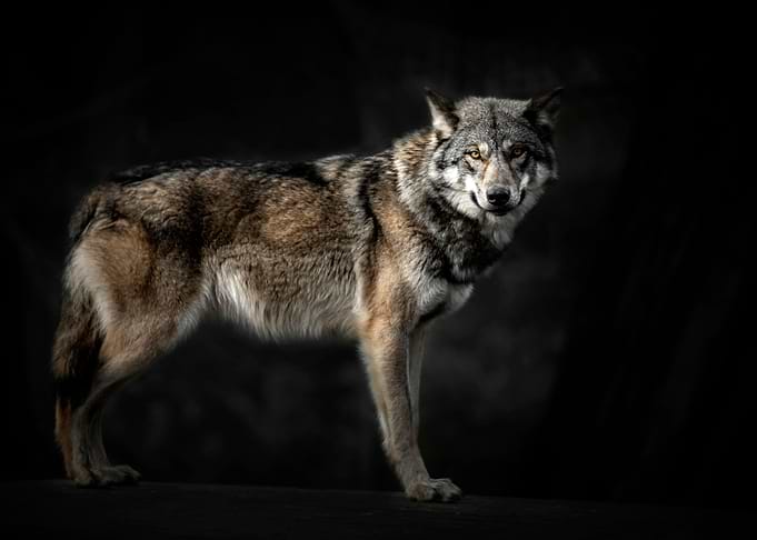 Wolf