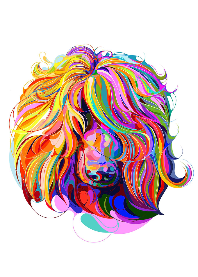 Afghan Hound