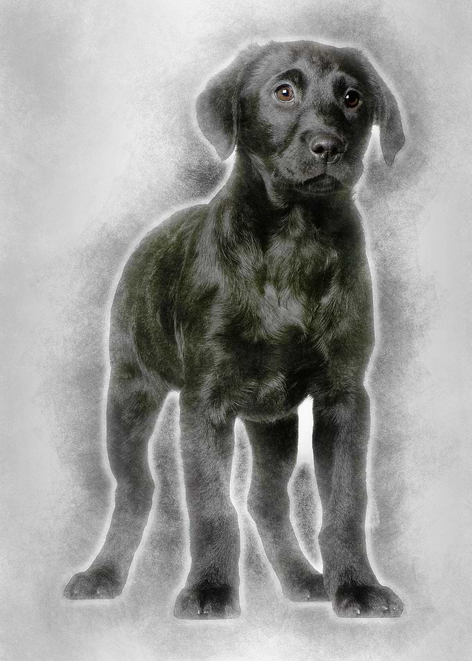 Labrador puppy 3 months ol