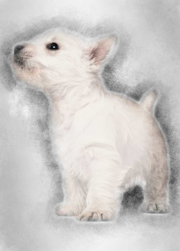 West Highland Terrier pupp