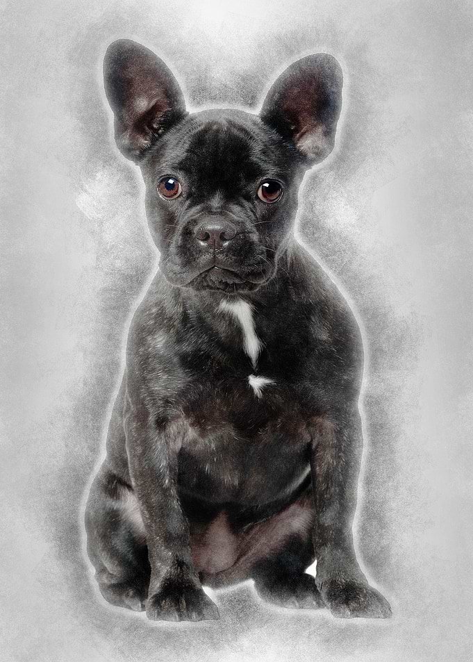 French bulldog 4 years old