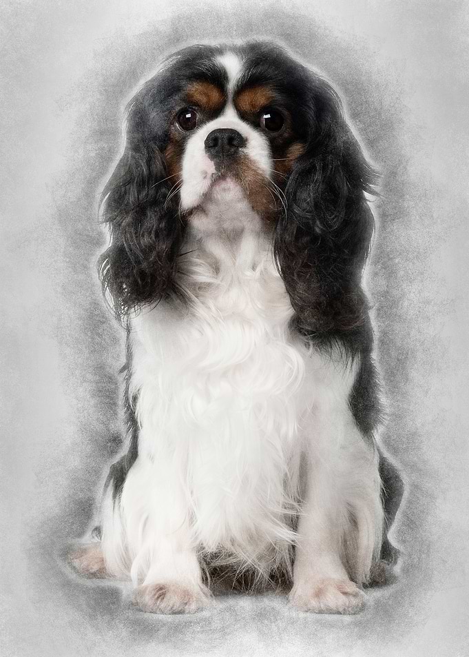 Cavalier King Charles 2 Ye
