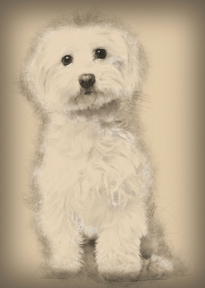 Maltese 8 years old sittin