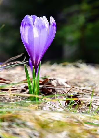 Purple flower