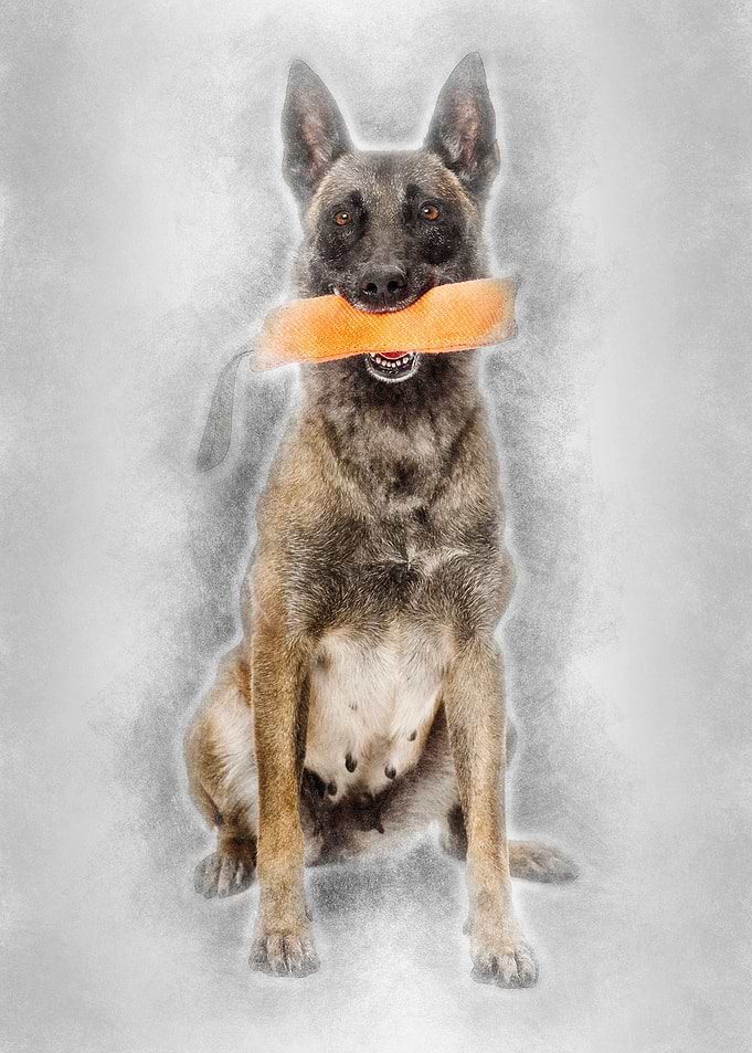 Belgian Shepherd sitting a