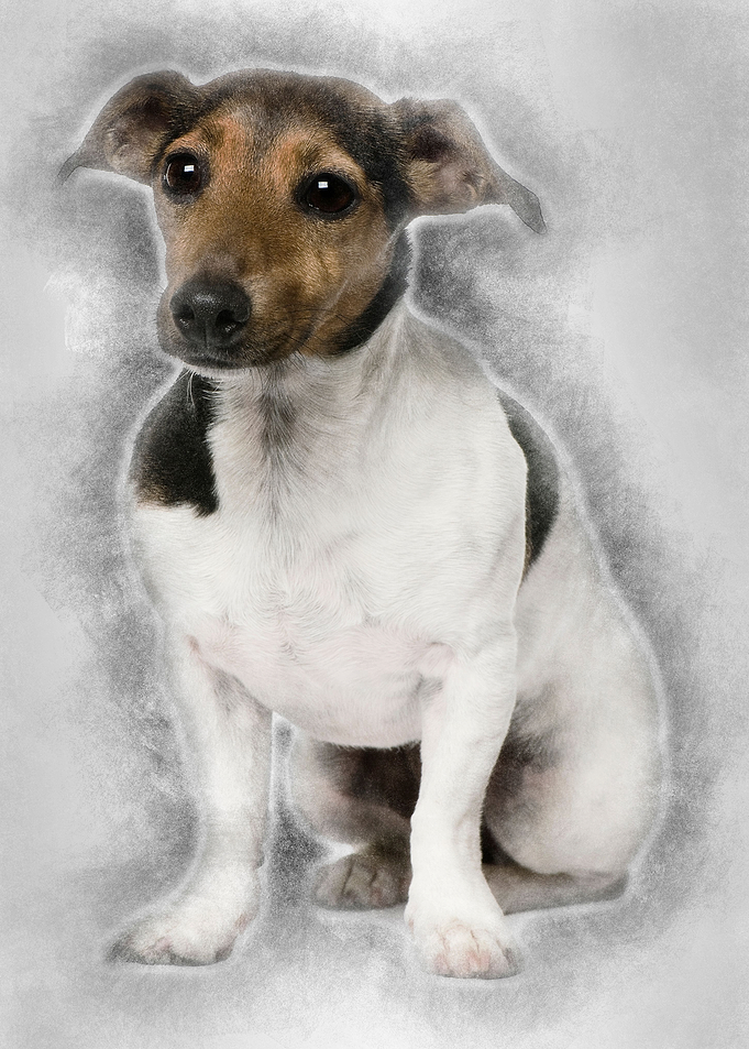 Jack Russell Terrier 4 yea