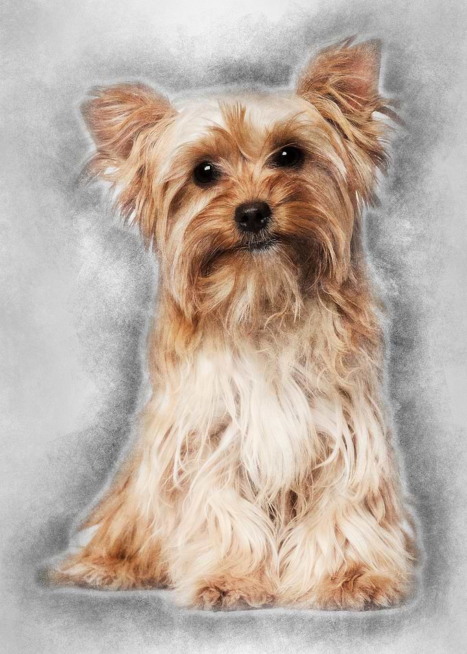 Yorkshire Terrier sitting