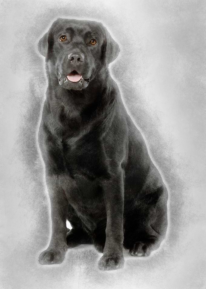 Black Labrador 22 months o