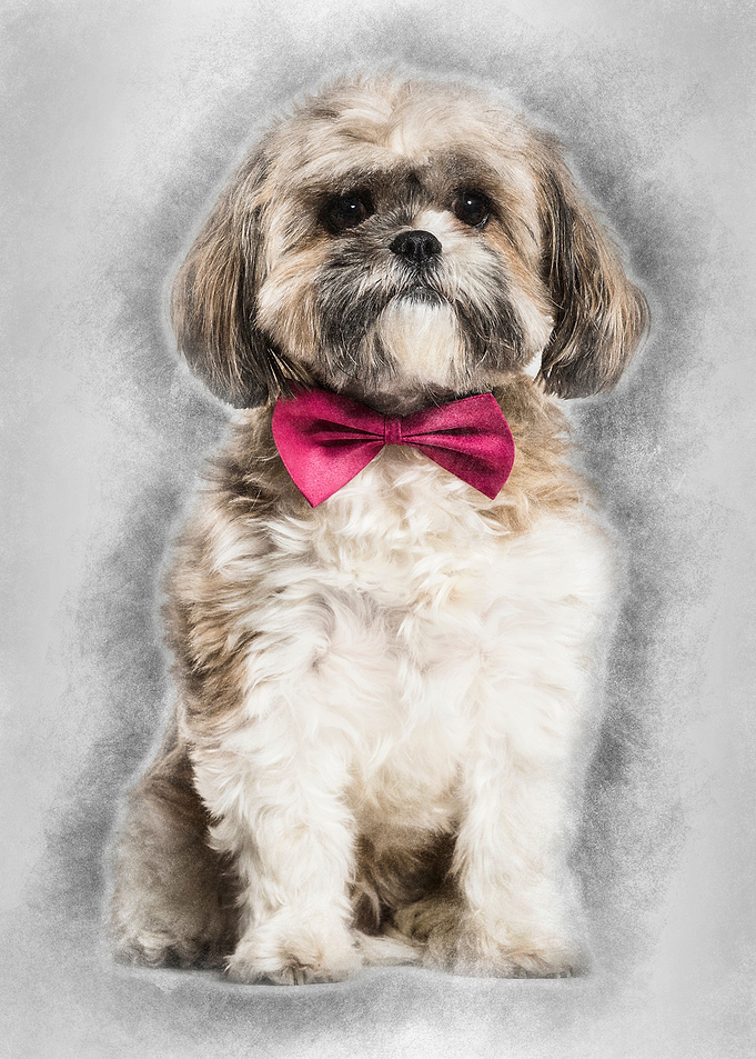 Lhasa Apso in bow tie agai