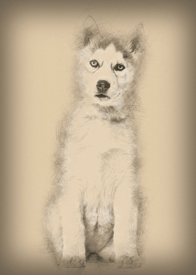 Husky dog 2 months old sit