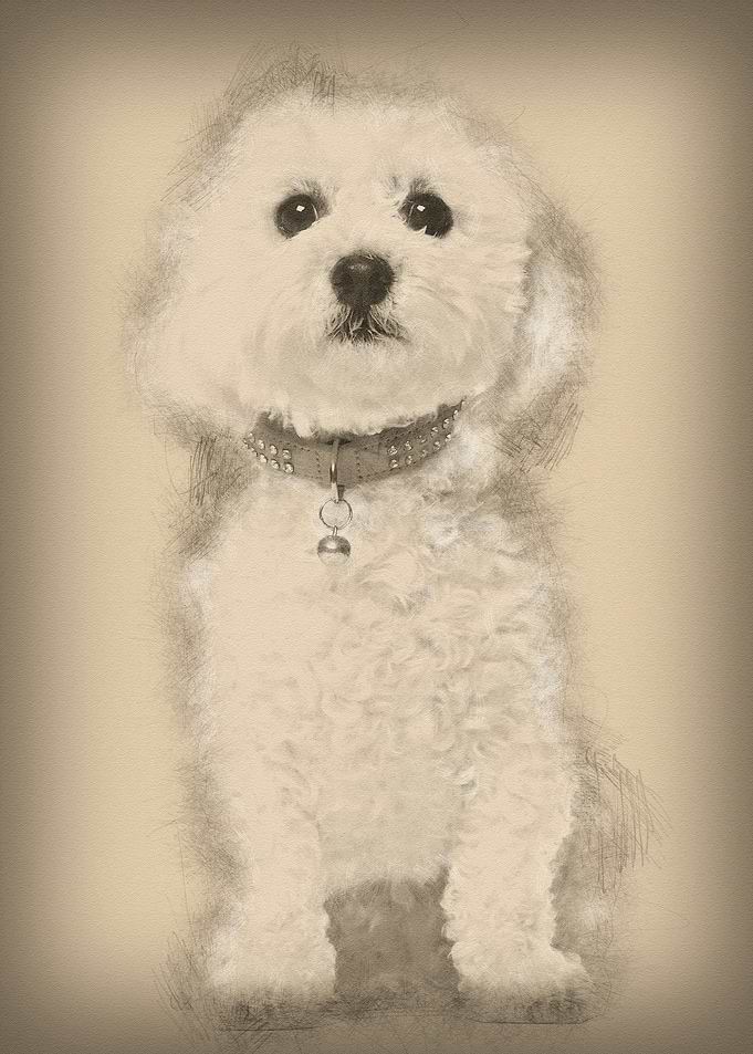 Bichon Fris 5 years old si