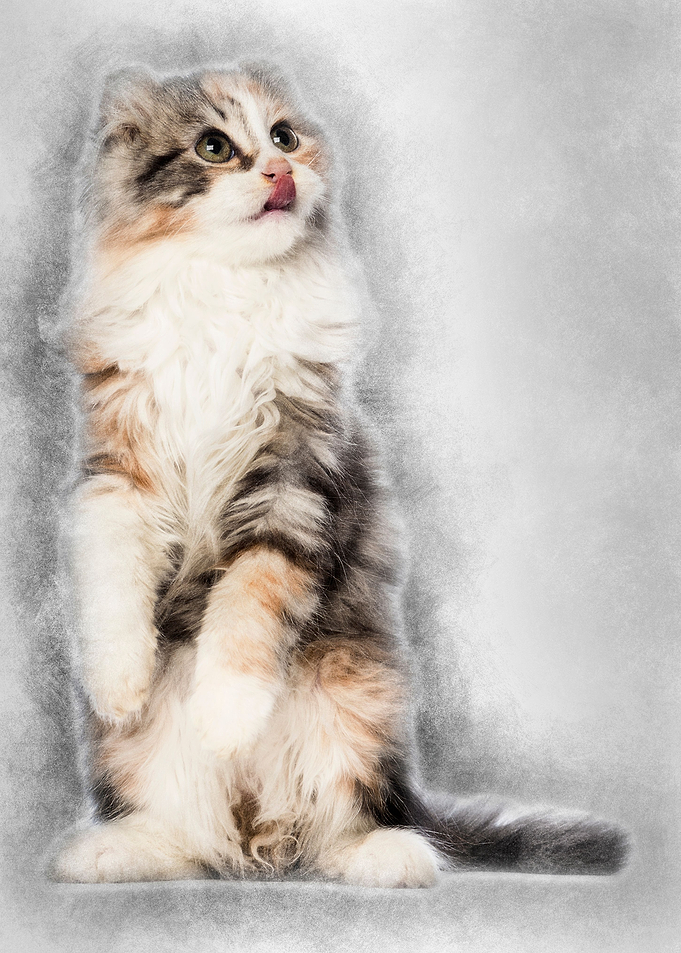 American Curl kitten 3 mon