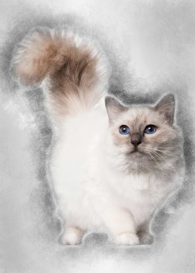 Birman cat 11 months old s