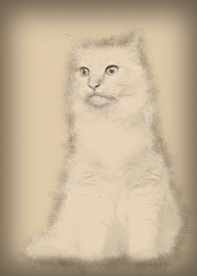 Birman cat sitting