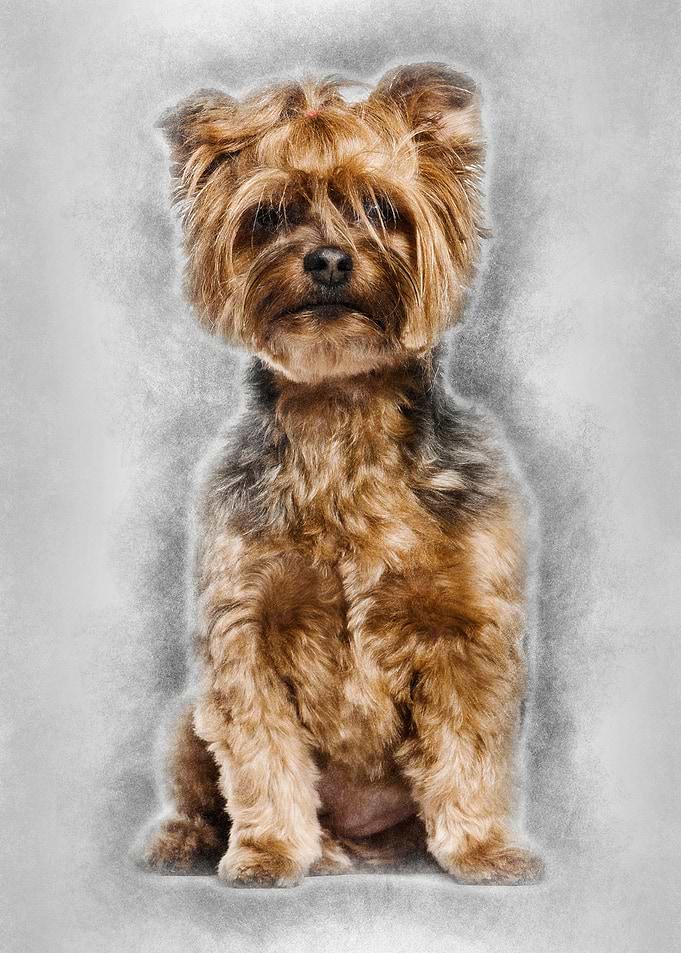 Yorkshire Terrier sitting