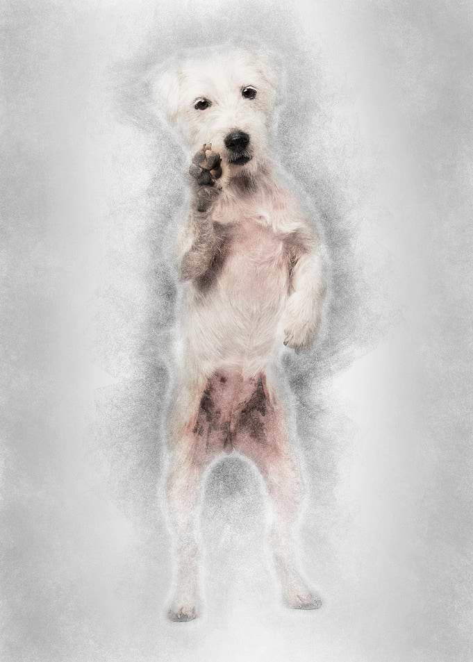 Parson Russell Terrier sta