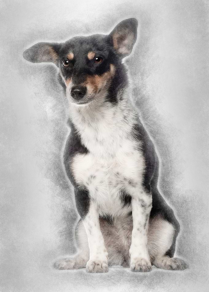 Portrait of crossbreed mix