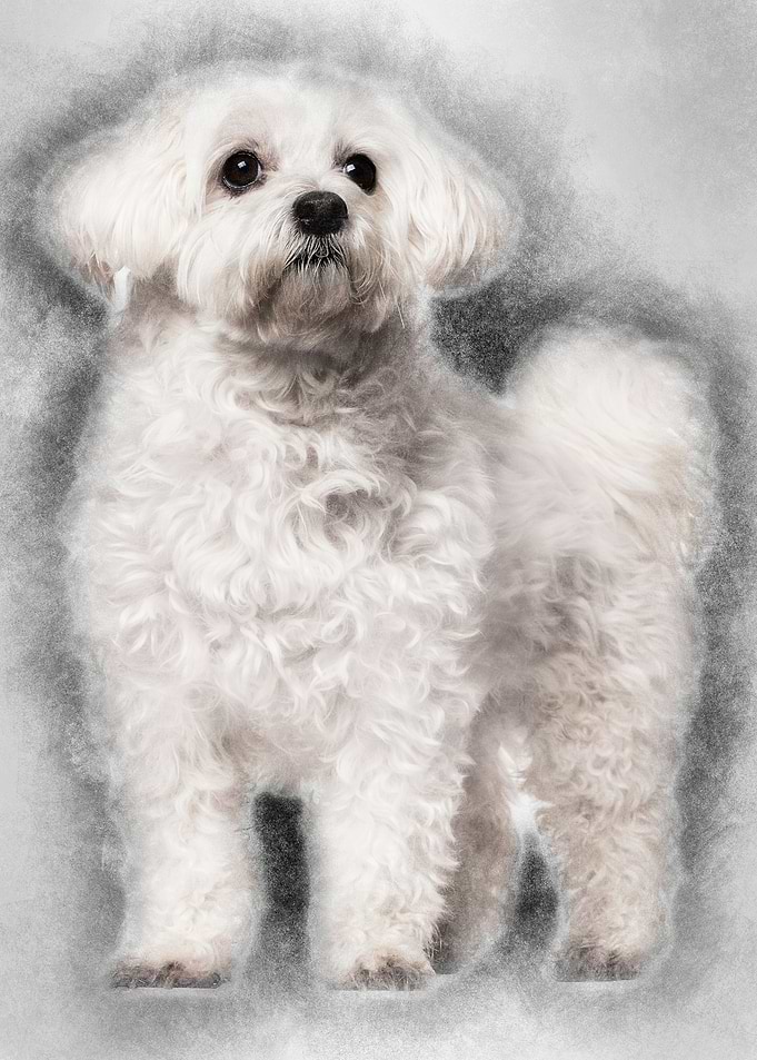 Maltese 11 years old stand