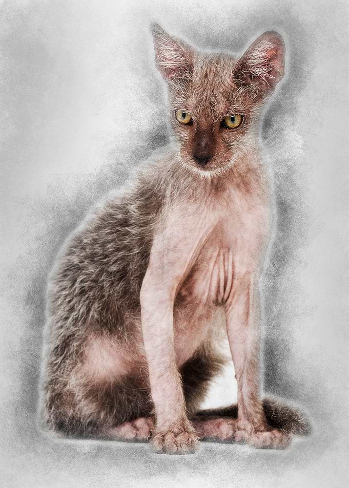 Kitten Lykoi cat 3 months