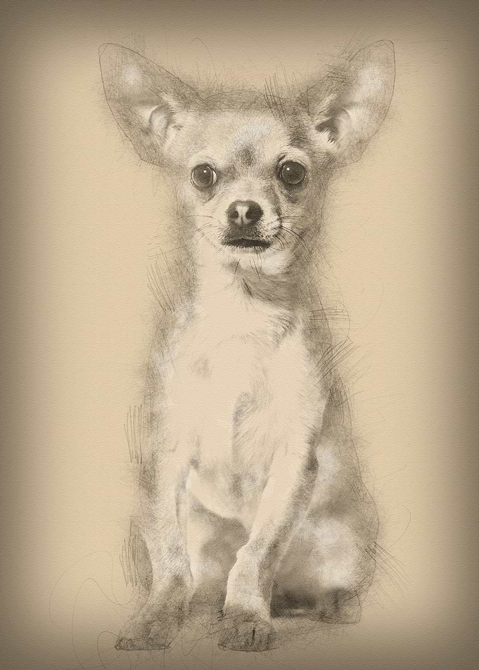 Chihuahua dog 6 months old
