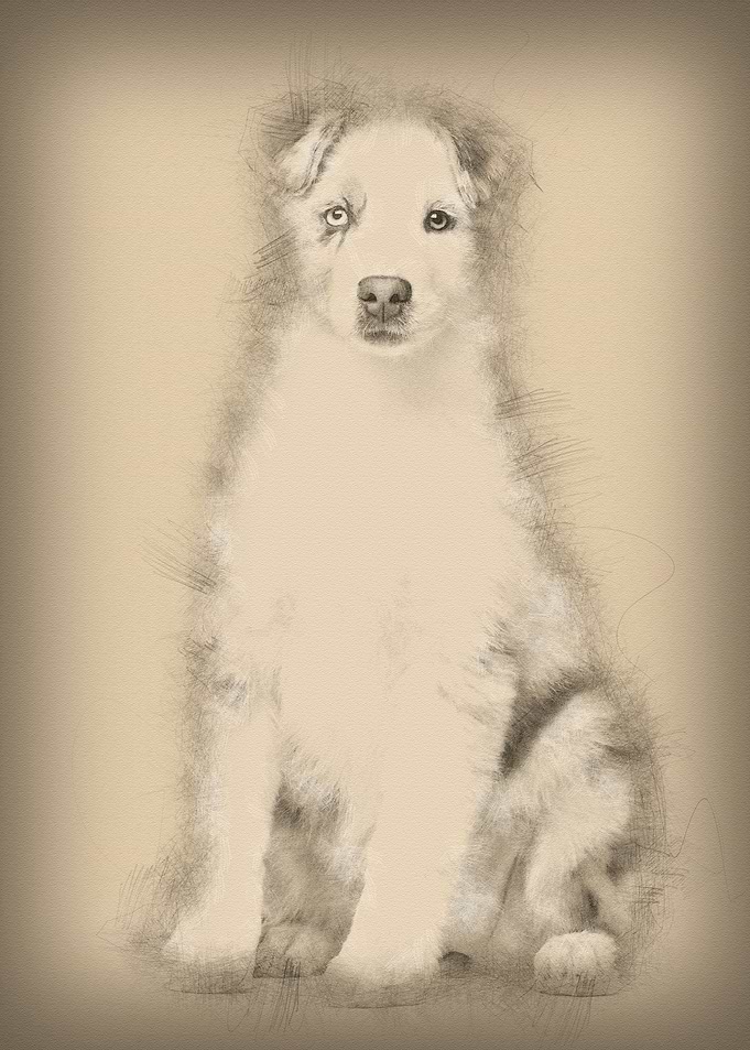 Australian Shepherd puppy