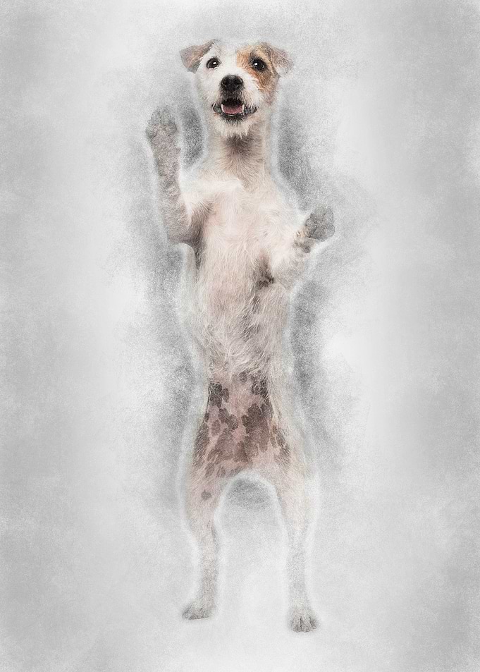 Parson Russell Terrier sta