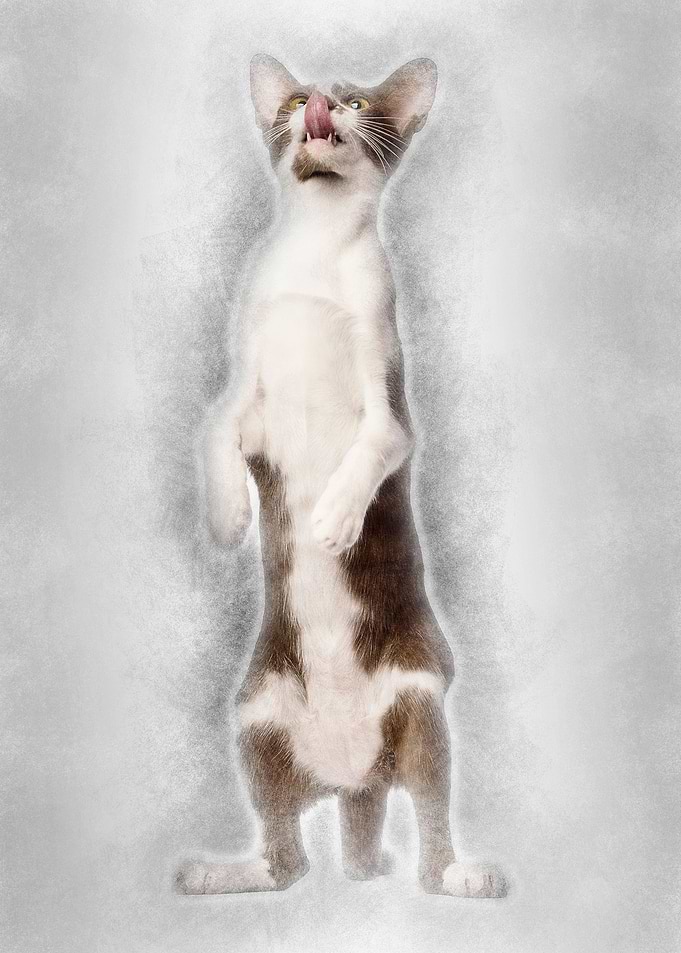 Oriental Shorthair standin