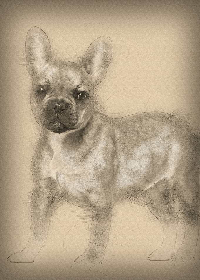French Bulldog puppy 5 mon