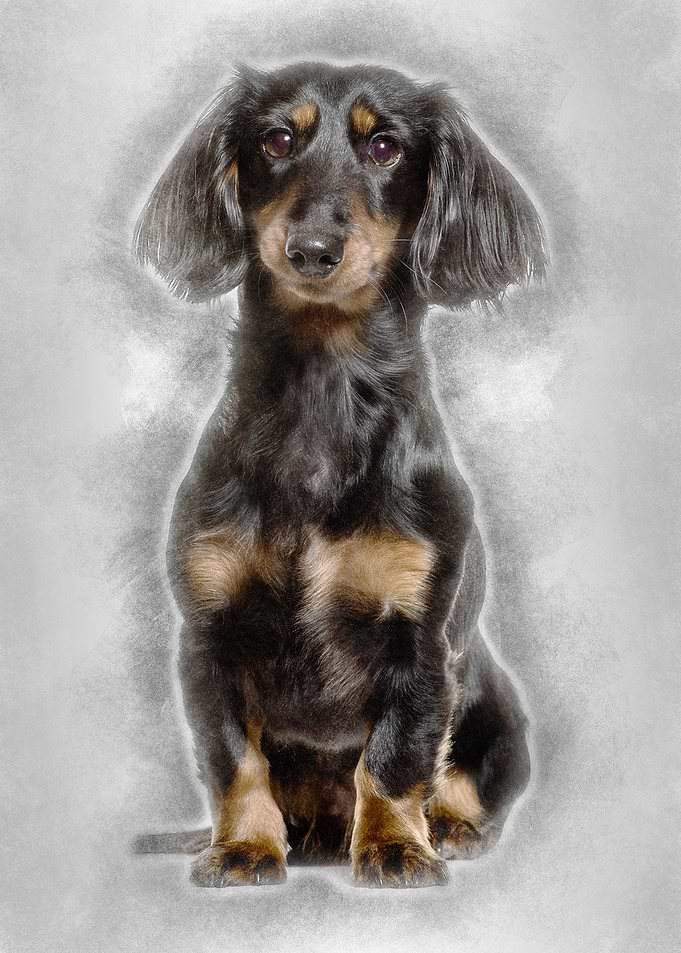 Dachshund sitting against