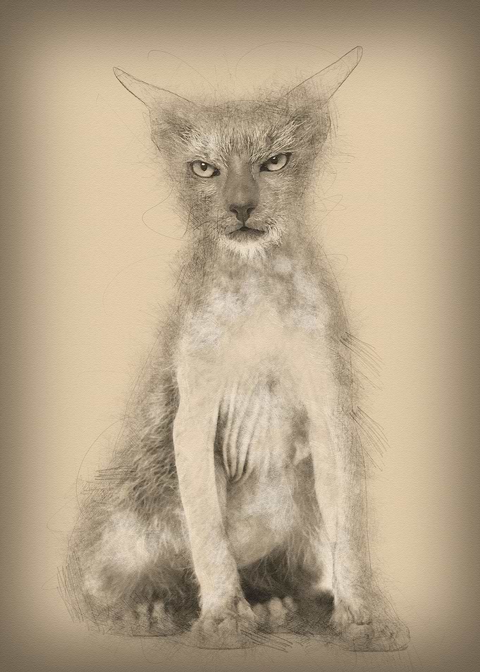 Kitten Lykoi cat 3 months