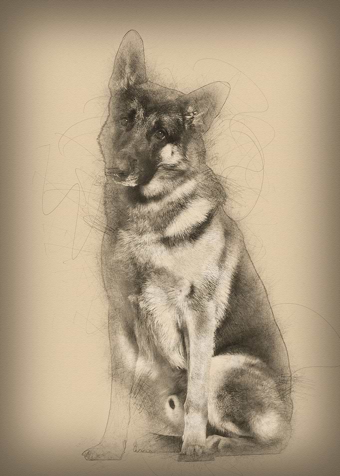 German Shepherd dog sittin