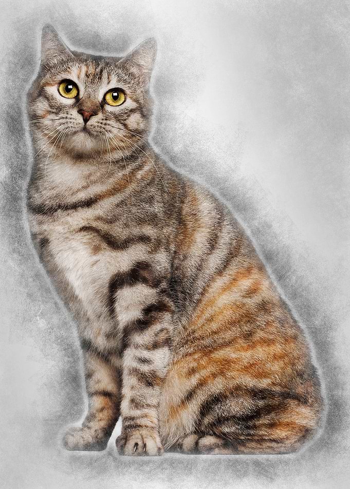Kurilian Bobtail cat 1 yea