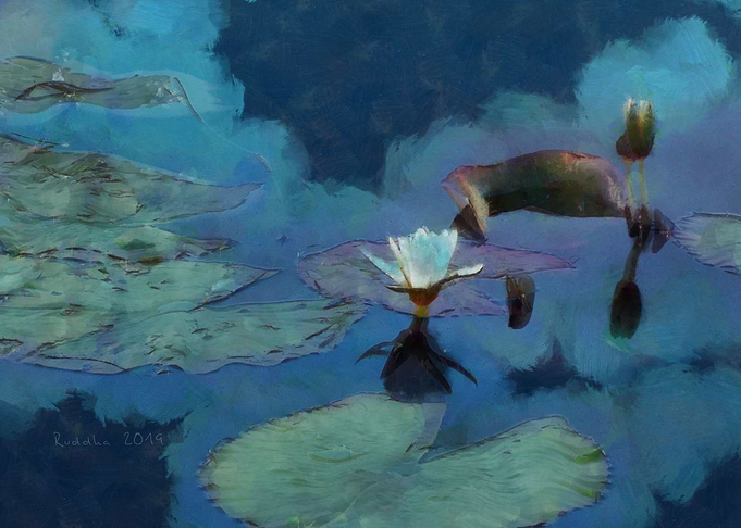 Purple Water Lily
